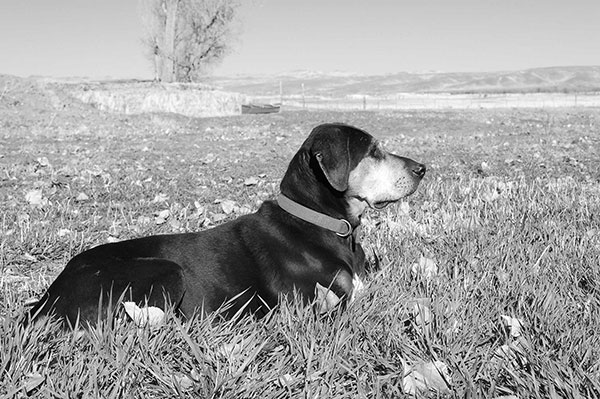 Veterinarian in St. George, UT